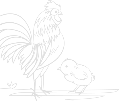 Gallo e pulcino